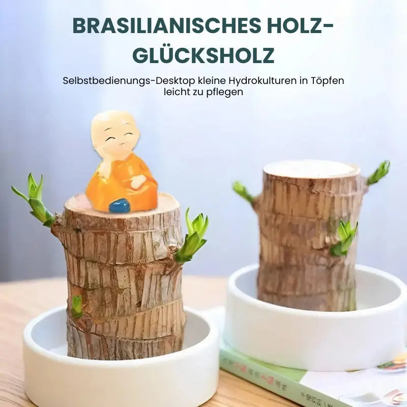 Hydroponic Plant | Air Purifying | Low Maintenance Care | Plastic