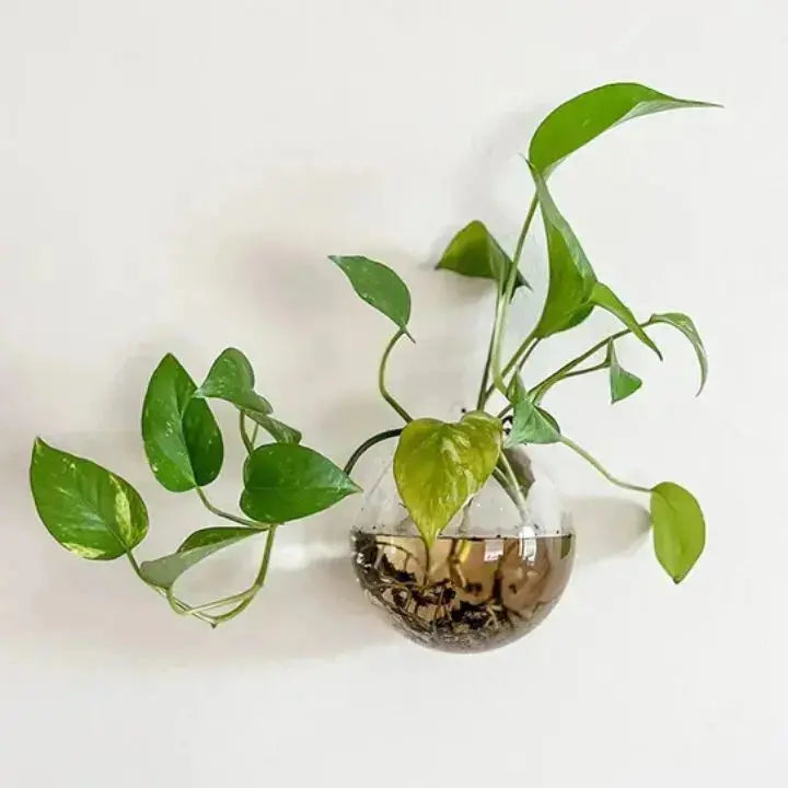 Glass Wall Vase | Space-saving | Easy Installation | Glass