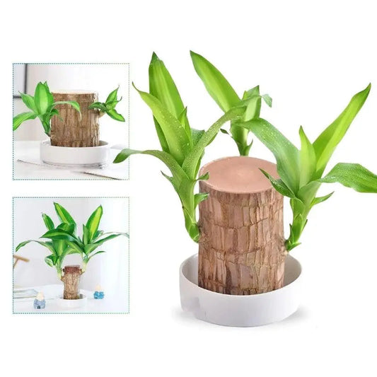 Hydroponic Plant | Air Purifying | Low Maintenance Care | Plastic