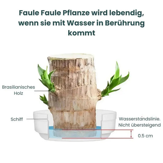 Hydroponic Plant | Air Purifying | Low Maintenance Care | Plastic