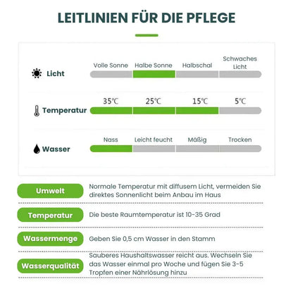 Hydroponic Plant | Air Purifying | Low Maintenance Care | Plastic