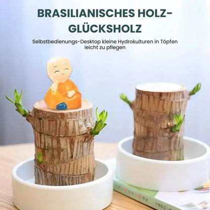 Hydroponic Plant | Air Purifying | Low Maintenance Care | Plastic