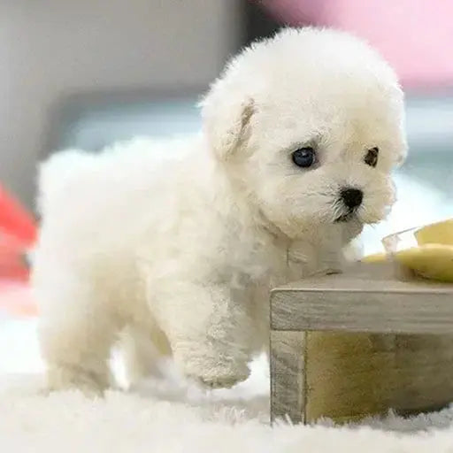 Robot Puppy Toy | Walks and Runs | Hassle-Free Play | Plush